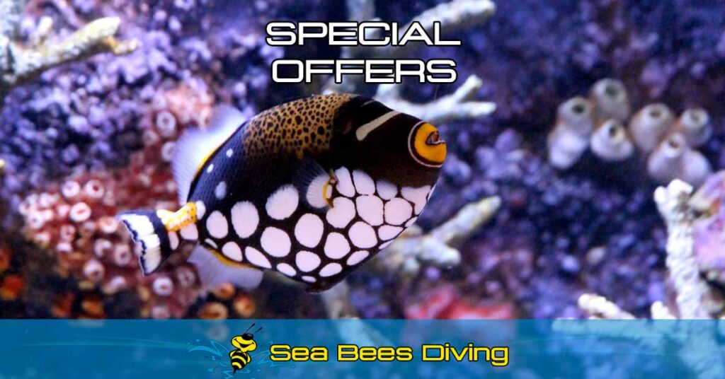 Scuba Diving Phuket Sea Bees Diving Thailand