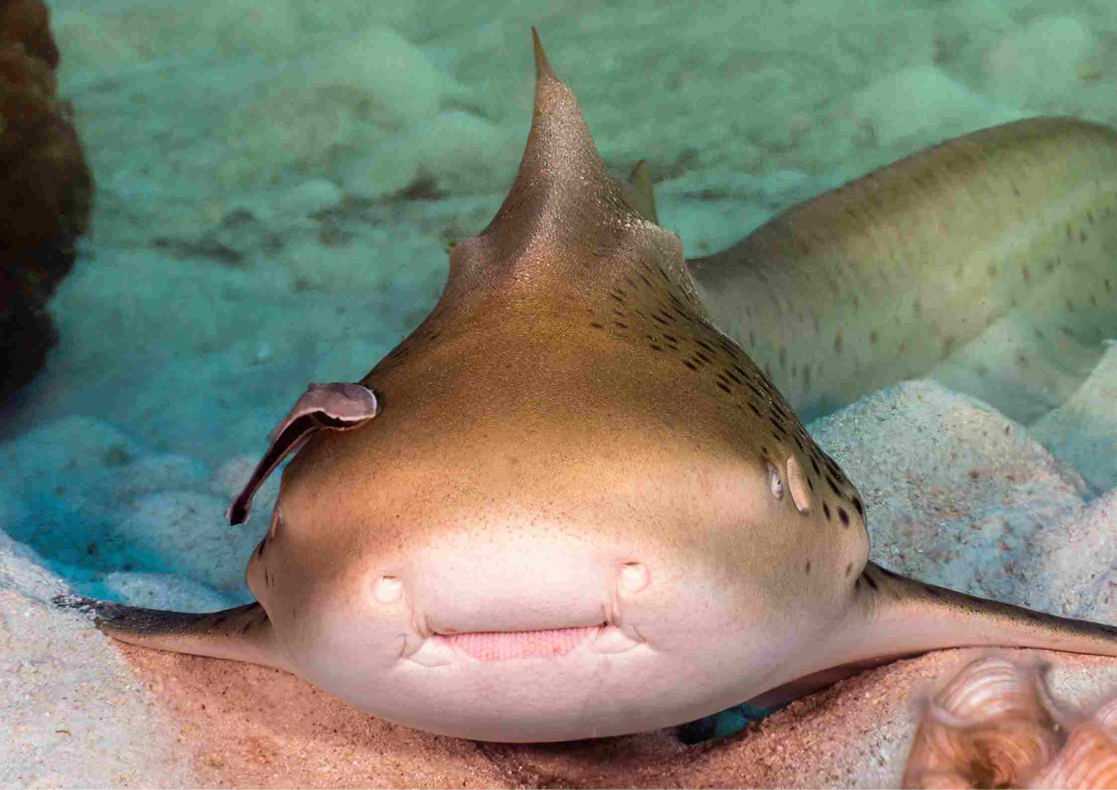 Leopard Shark in Racha Noi