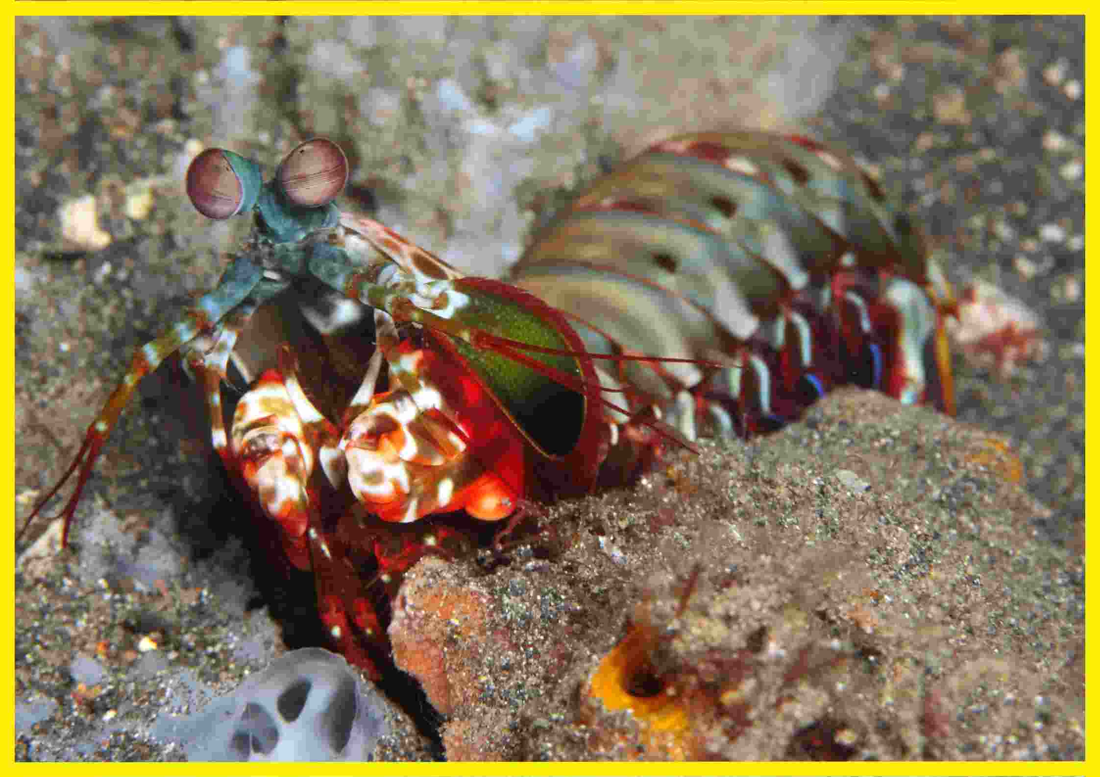 Mantisshrimp