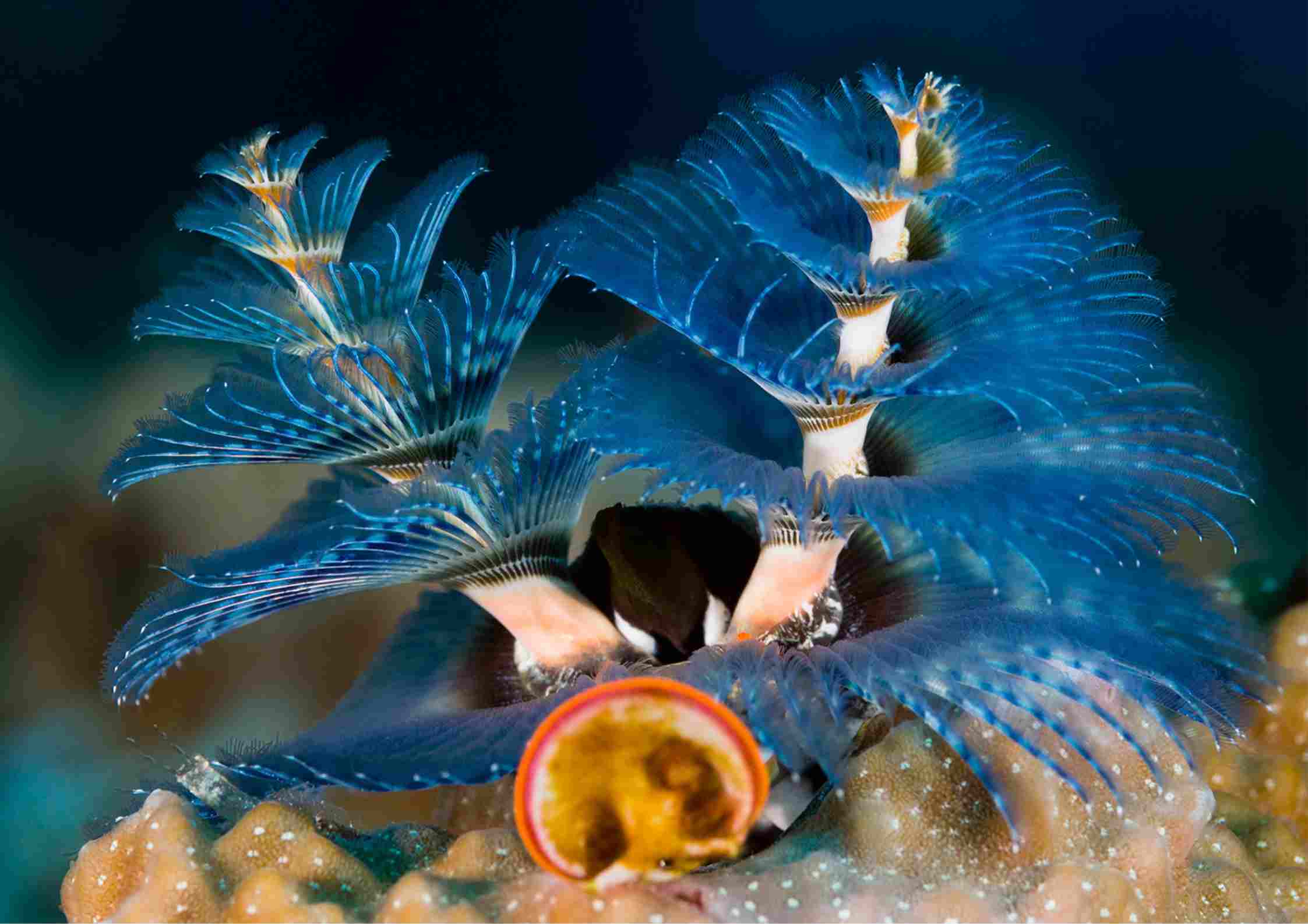 Nudibranch Christmas WOrm