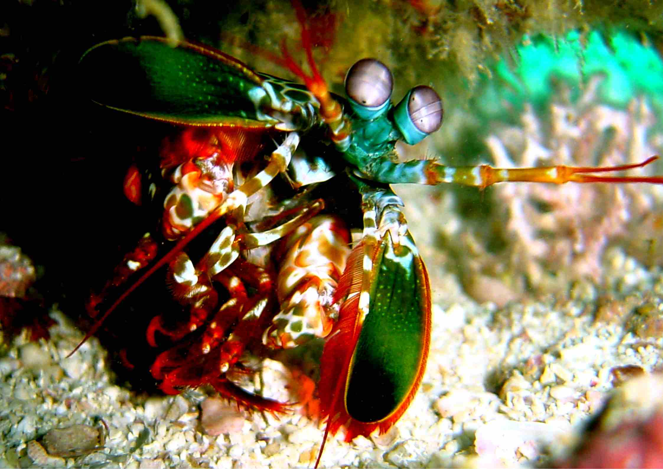 Mantis shrimp in reef