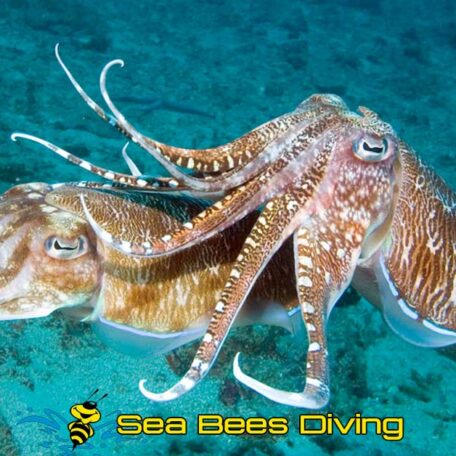 Pharao-Cuttlefish-phuket-multi-day-trip-sea-bees
