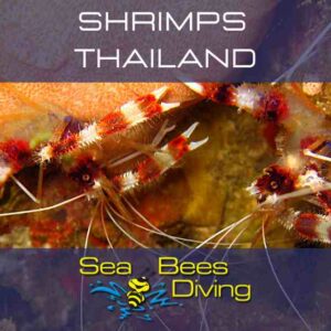 Shrimpsthailand