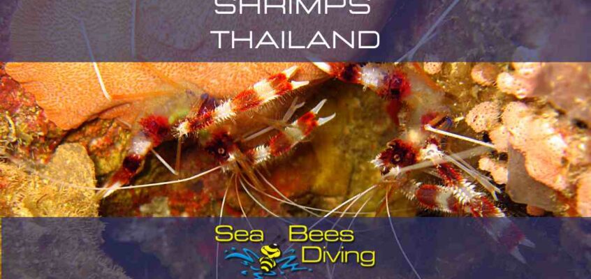 Shrimpsthailand