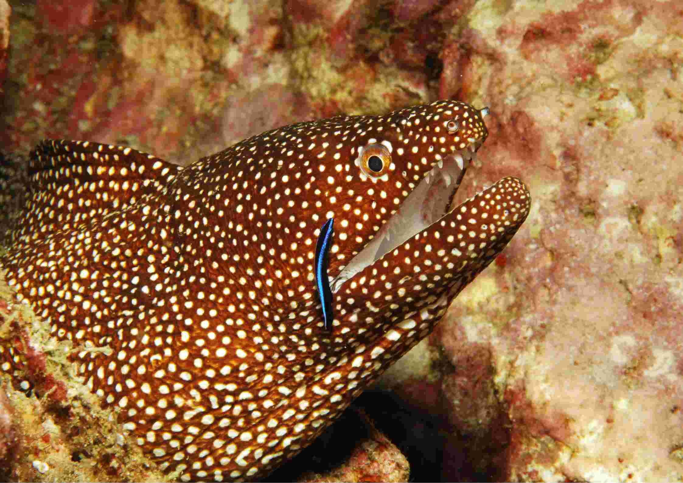 Moray Eel in Andaman Sea