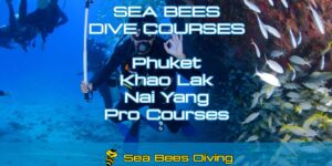 All Dive Courses