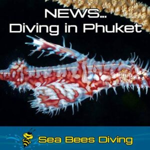 diving in phuket where you can see ghost pipefish, barracuda, tuna