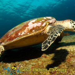 3 Day Dive Package Phuket