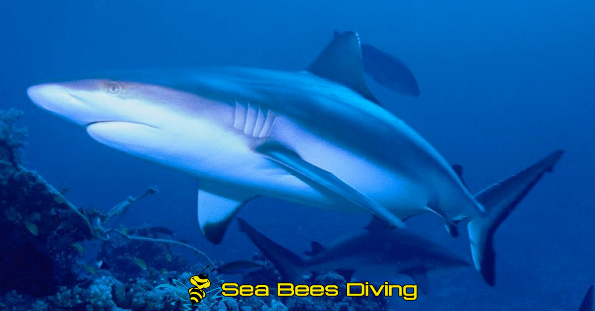 8 shark varieties that divers encounter in Thailand - Sea Bees Diving  Thailand
