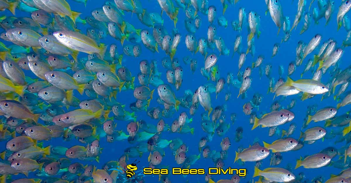 		school of tropical fish in very clear visibility from a similan islands liveaboard trip						 								 								 								 								 								 								 								 								 								 								 								 																								