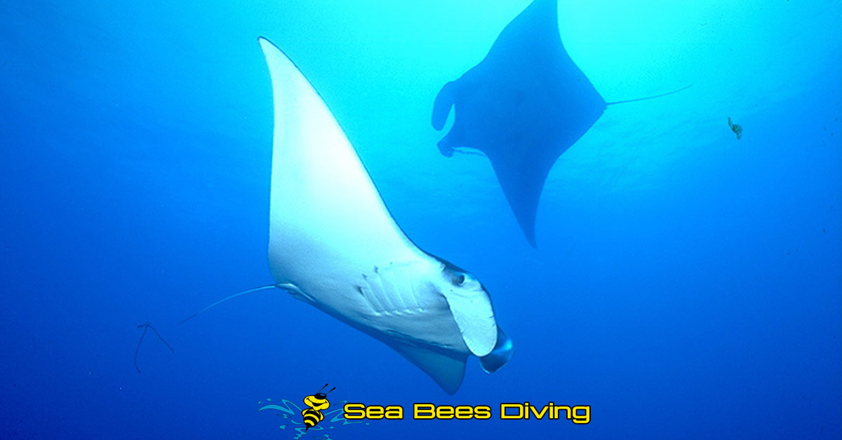 	two manta rays photographed from below from a similan islands liveaboard 							 								 								 								 								 								 								 								 								 								 								 								 								 								 																												