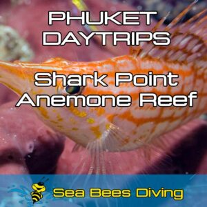 Daytrip to Shark Point and Anemone Reef