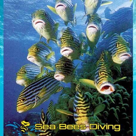 phiphi-phuket-diving-sweetlips-sea-bees