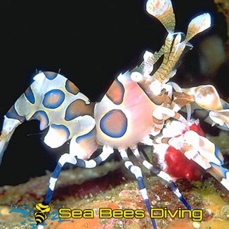 racha-noi-phuket-harelequin-shrimp-sea-bees