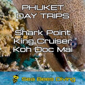 Shark Point, King Cruiser and Koh Doc Mai