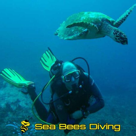 sea-bees-aow-diver-course-khao-lak-turtle