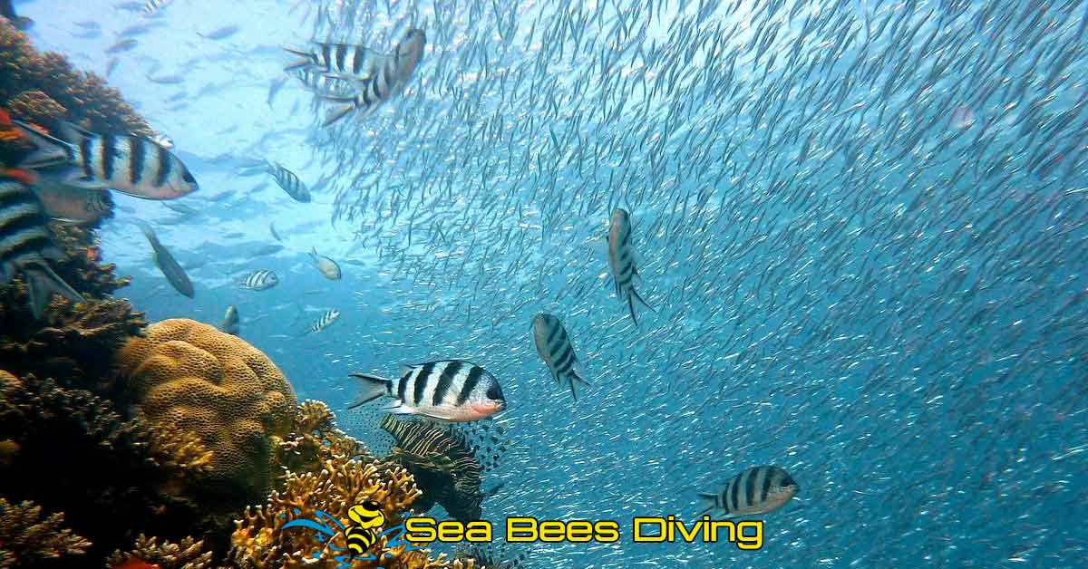 			sea bees diving in luxury on our very own liveaboards				 								 								 								 								 								 								 								 								 								 								 																						