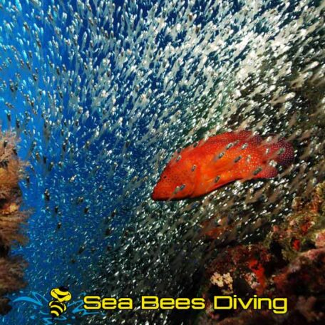 sea-bees-glassfish-grouper-coral-diving-phuket