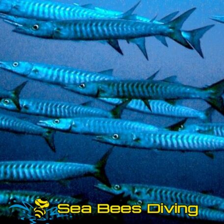 sea-bees-khao-lak-daytrips-barracuda-shoal