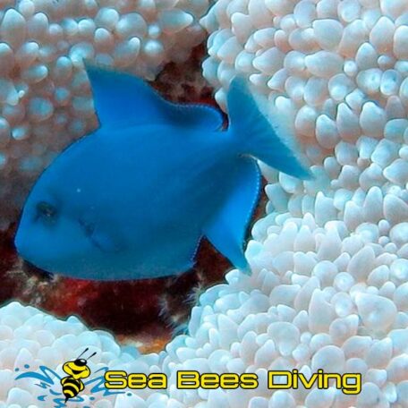 sea-bees-khao-lak-daytrips-blue-triggerfish