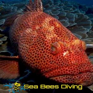 8 Day Dive Package Khao Lak