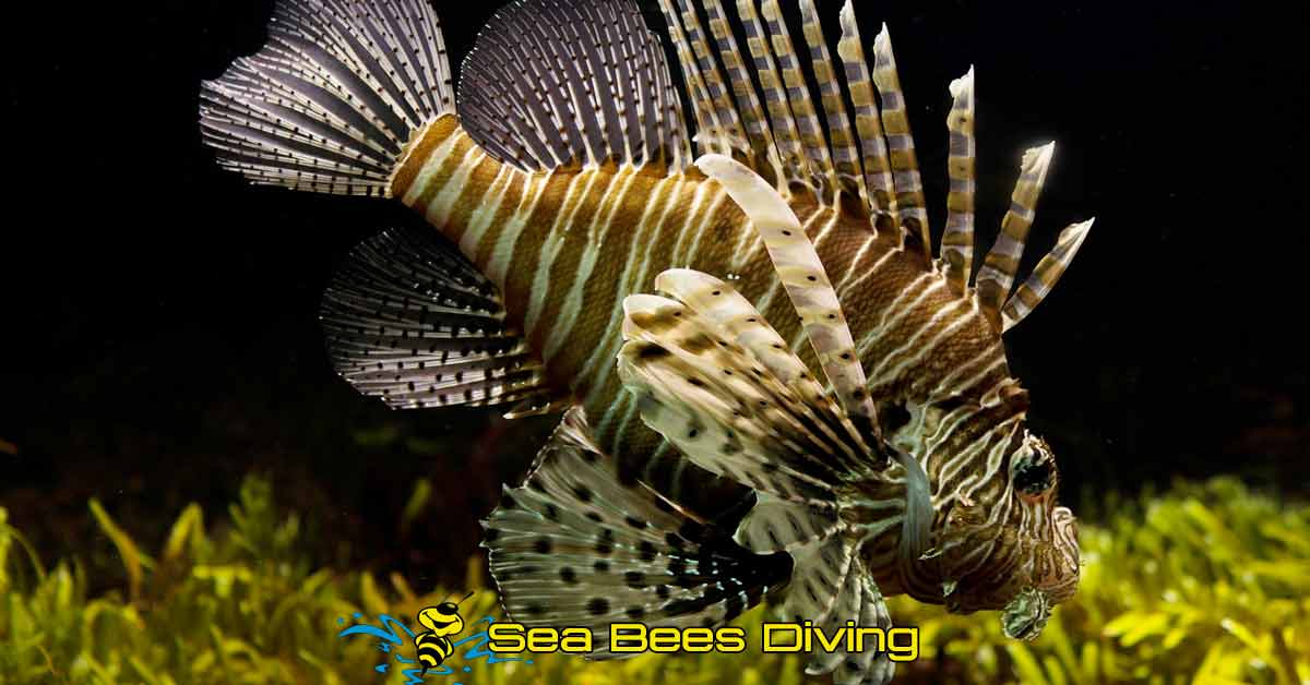 								 								 								 								 								 								 								 								 					Sea bees diving destinations in khao lak and the similans where you can find many exotic aquatic creatures including lionfish

			 								 								 																						