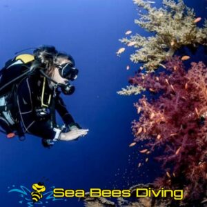 Marine Ecology Specialty – Nai Yang