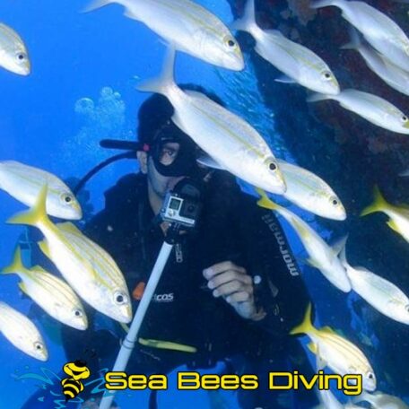 sea-bees-nai-yang-diver-school-fish