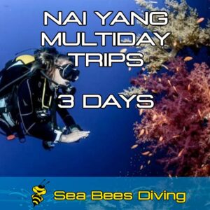 Discovery – 3 days, 6 dives