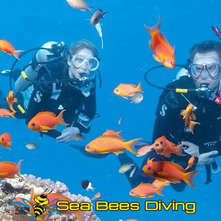 sea-bees-open-water-coral-fish-phuket