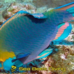 Try Scuba Diving – Phuket