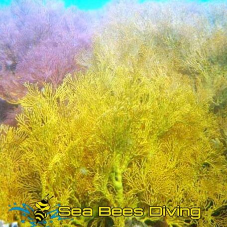 sea-bees-sea-fan-coral-diving-phuket