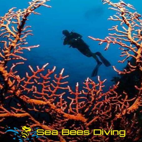sea-bees-similan-island-daytrip-diver-coral