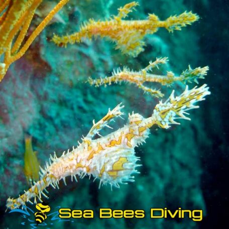 sea-bees-similan-island-daytrip-ghost-pipefish