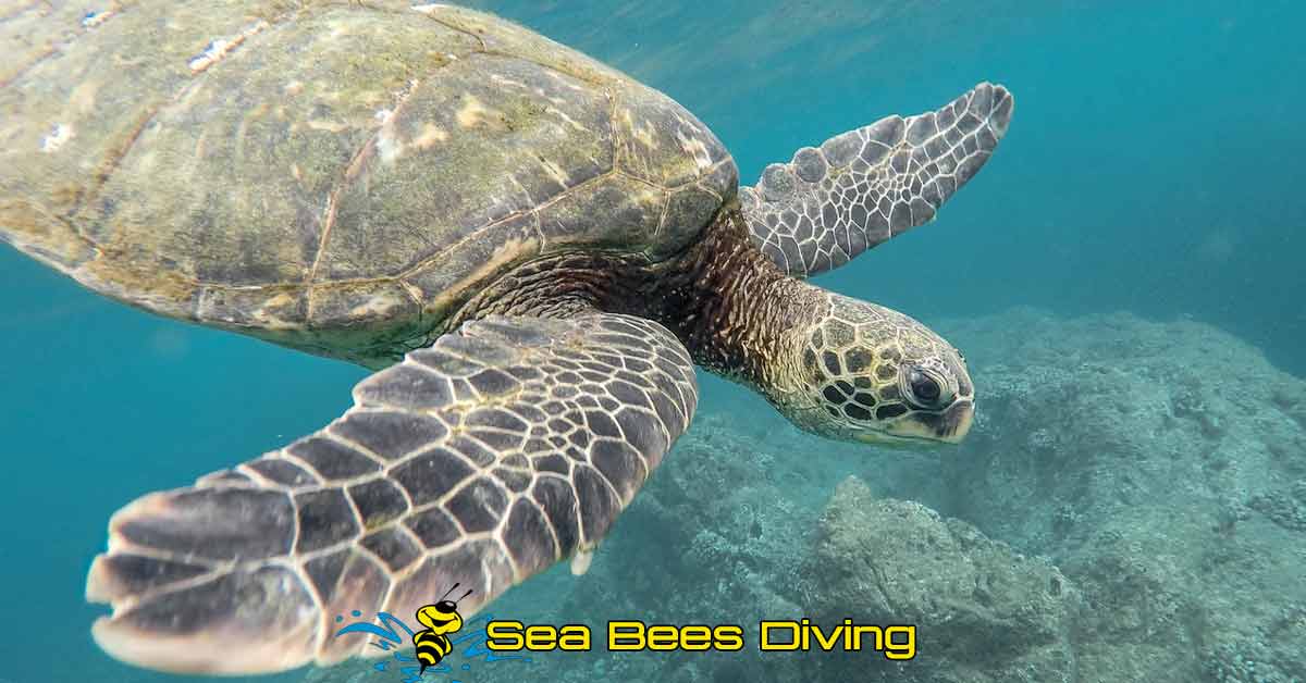 		sea bees diving destinations in Nai Yang, phuket where you can see dive close to sea turtles						 								 								 								 								 								 								 								 								 								 								 																						
