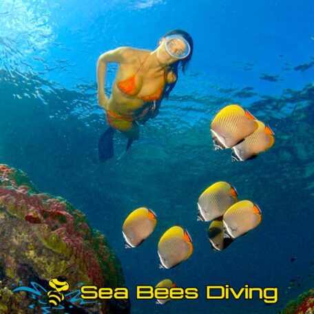 seabees-nai-yang-ssi-freediving
