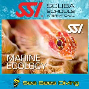 Marine Ecology Specialty – Nai Yang