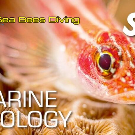 seabees-nai-yang-ssi-marine-ecology-course