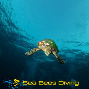 Andaman Sea turtle