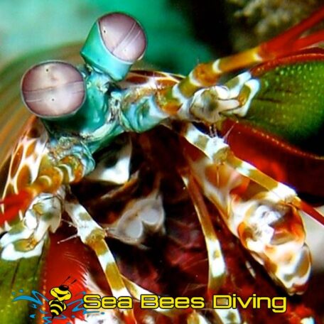 stalker-shrimp-shrimp-sea-bees